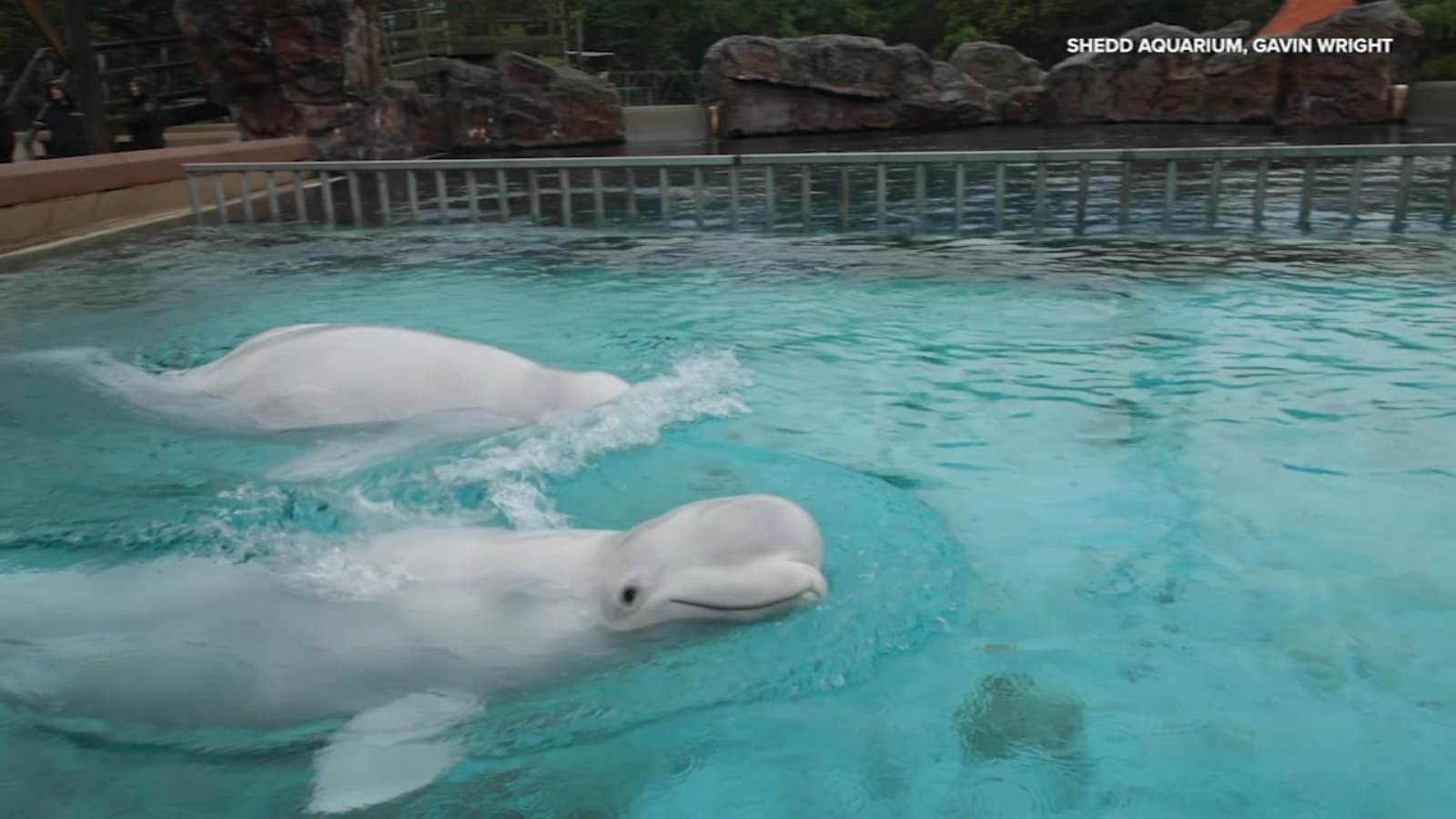 Shedd Aquarium: 2 More Beluga Whales Die, Including One From Rescue Effort