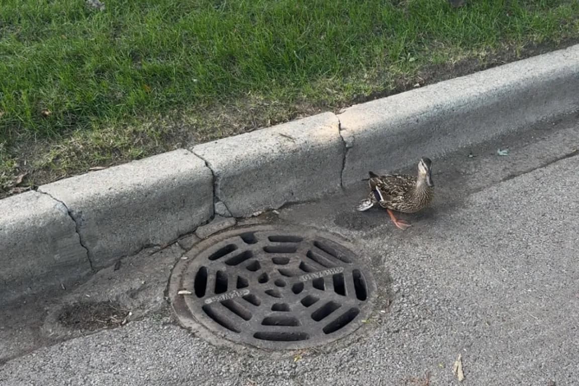 Mount Greenwood Neighbors Team Up To Free Ducklings Trapped In Sewer, Reunite Them With Mother