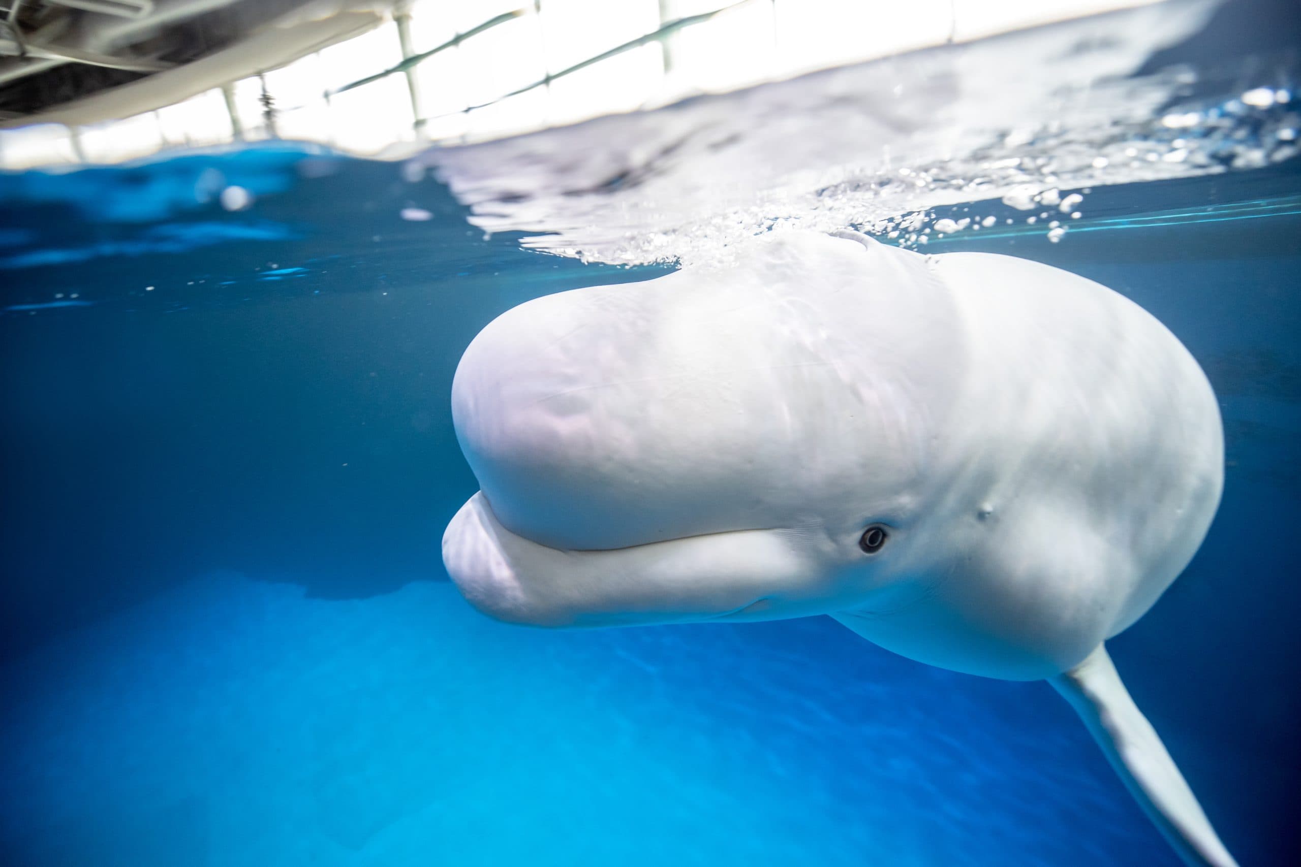 Shedd Aquarium to Take In 10 Beluga Whales From Closed Canadian Marine Park