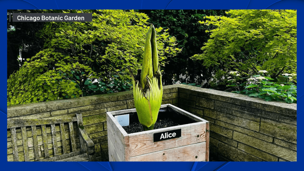 Rare 'Corpse Flower' Named Alice Blooms at Chicago Botanic Garden, Drawing Crowds and a Foul Smell