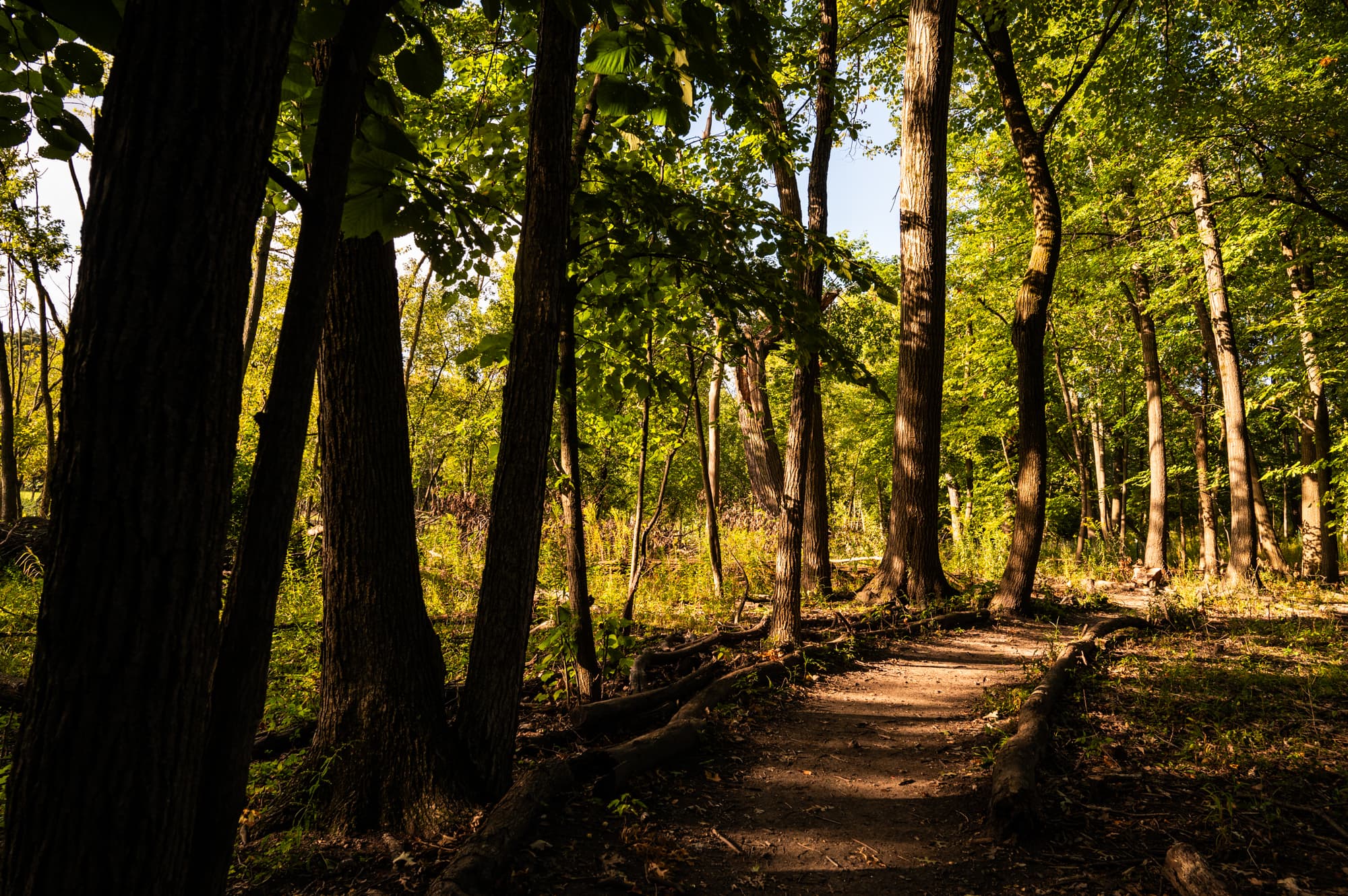 Cook County Forest Preserves Strike: 230 Teamsters Walk Out Over Pay