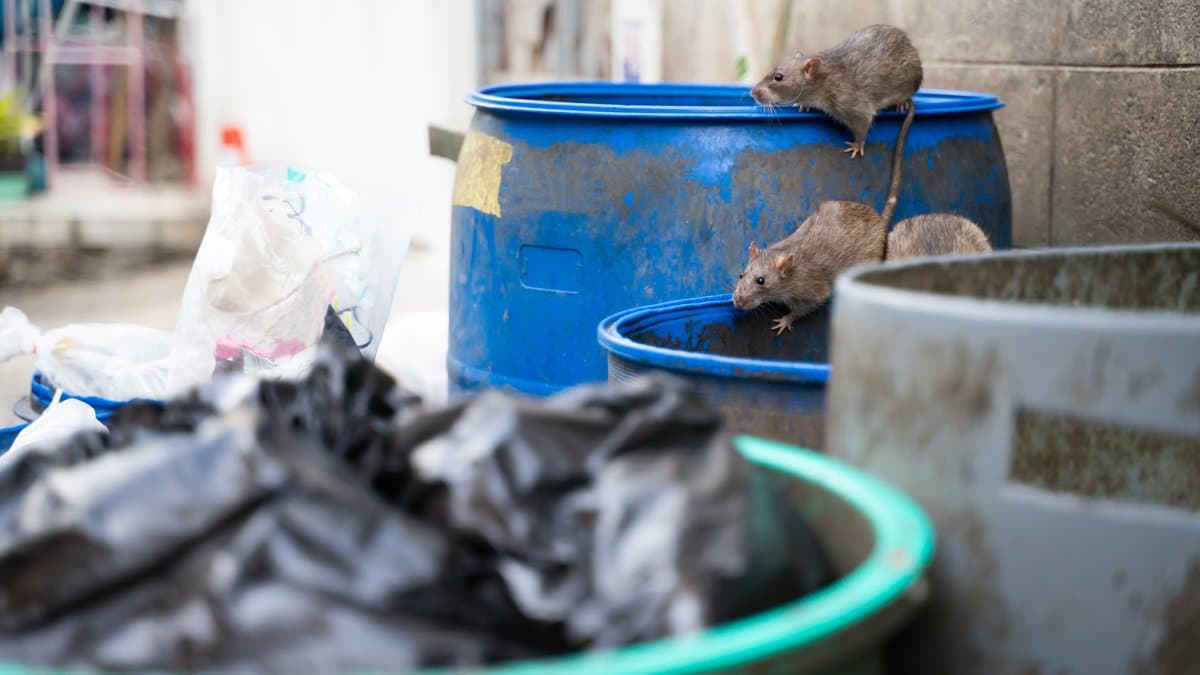 City Watchdog Says Chicago's Rat Control Plan Won't Fix the Problem