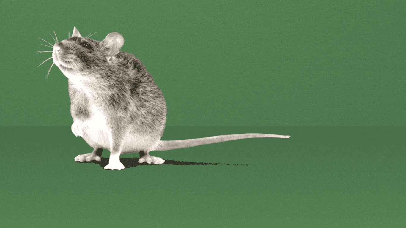 Lincoln Park Billionaire Barre Seid Accused of Fueling Rat Infestation Near Green City Market