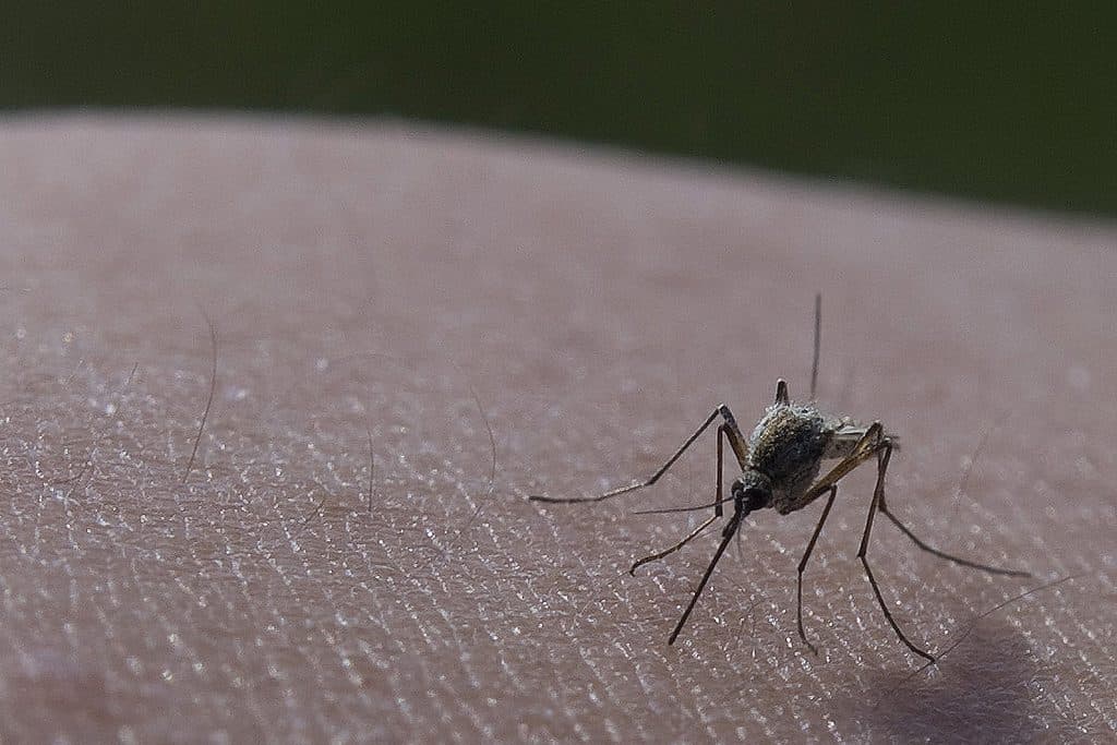 West Nile Virus Kills One in Chicago, State's First Death of 2026